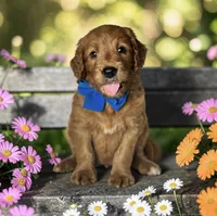 Sailor - F1 Standard, a male Goldendoodle for sale in Austin, TX – 1 of 1