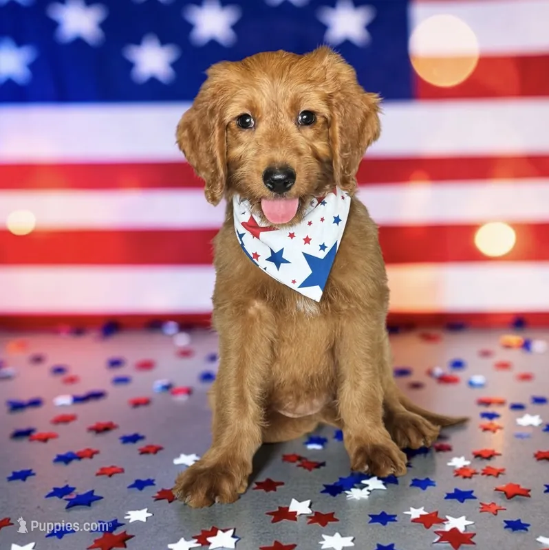 Poppy - F1 Standard – Goldendoodle puppy for sale in Austin, TX