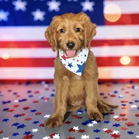 Poppy - F1 Standard, a female Goldendoodle for sale in Austin, TX – 1 of 2