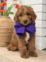 Sparrow - F1b Petite, a female Miniature Goldendoodle for sale in Austin, TX – 1 of 1