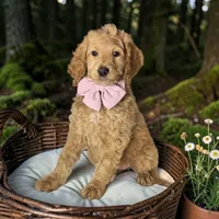 Belle - F1 Mini, a female Miniature Goldendoodle for sale in Austin, TX – 1 of 2