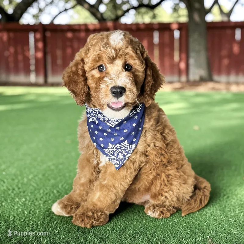 Rex - F1b Petite – Goldendoodle, Miniature Goldendoodle puppy for sale in Austin, TX