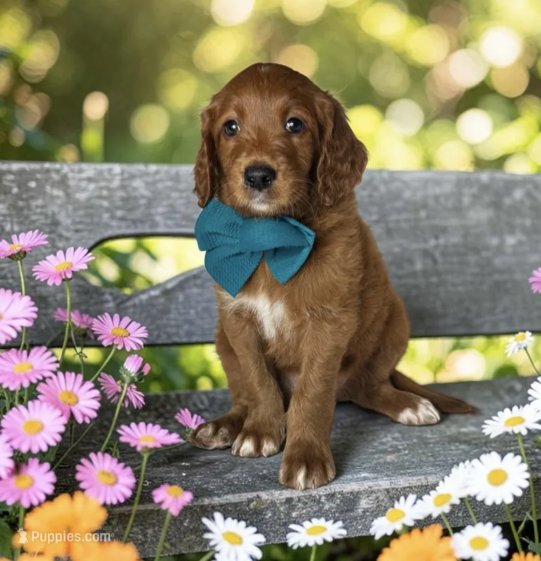 Pearl - F1 Standard – Goldendoodle puppy for sale in Austin, TX
