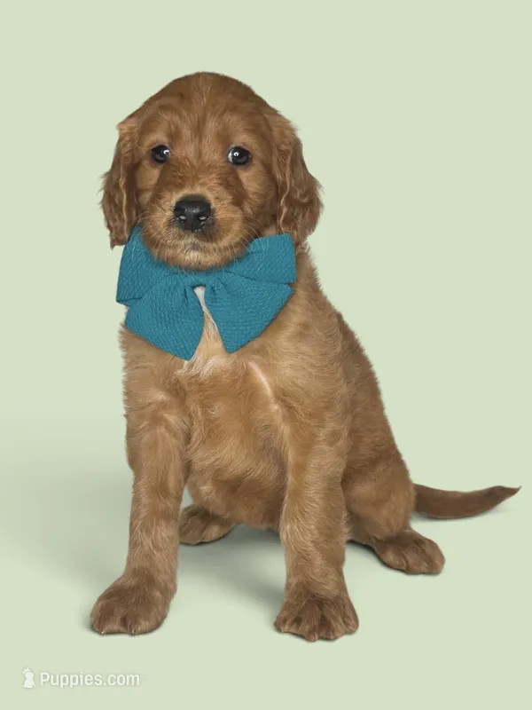 Lula - F1 standard – Goldendoodle puppy for sale in Austin, TX