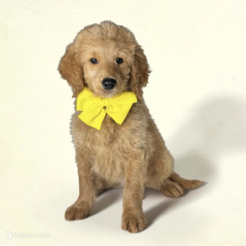 Boone - F1 mini – Goldendoodle, Miniature Goldendoodle puppy for sale in Austin, TX