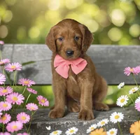 Poppy - F1 Standard, a female Goldendoodle for sale in Austin, TX – 1 of 1