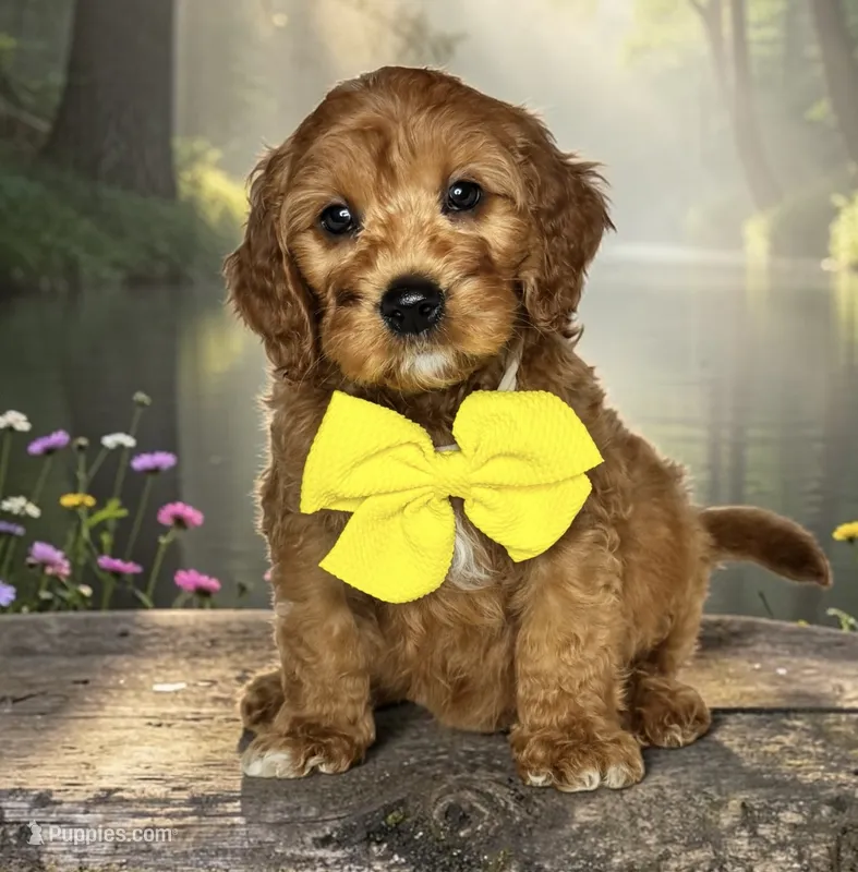 Scout - F1 Medium – Goldendoodle, Miniature Goldendoodle puppy for sale in Austin, TX
