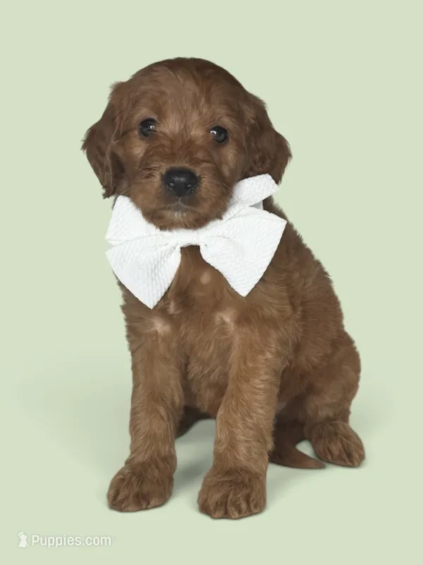 Link - F1 Standard – Goldendoodle puppy for sale in Austin, TX