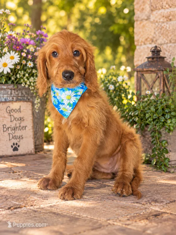 Lula - F1 standard – Goldendoodle puppy for sale in Austin, TX