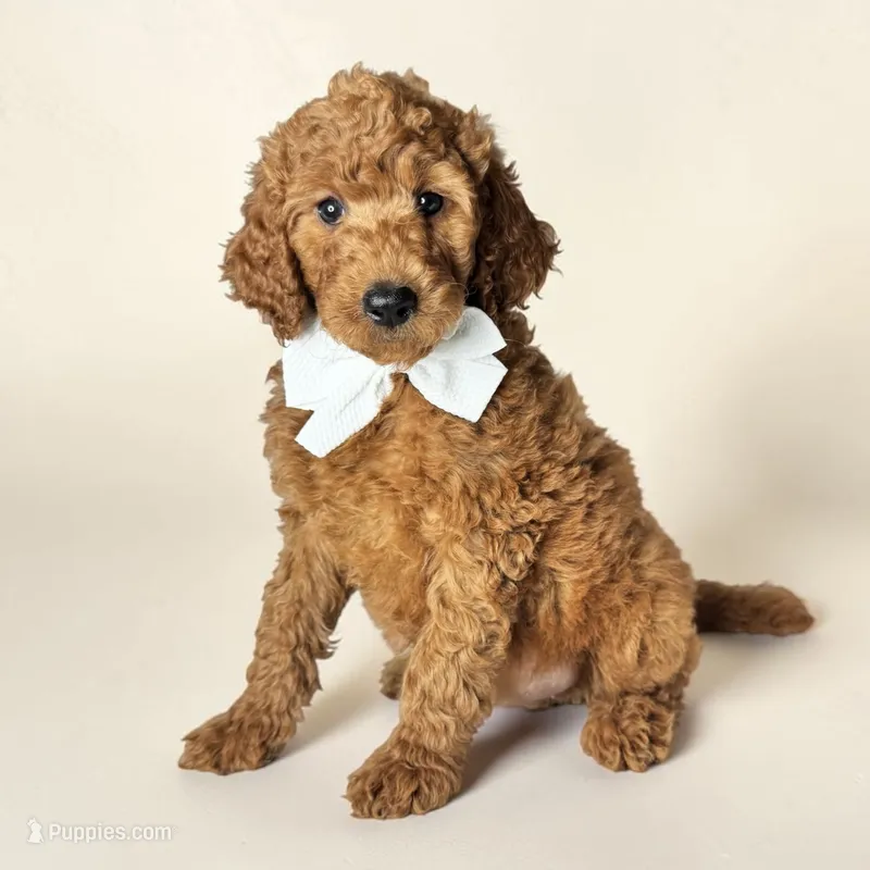 Cleo - F1b mini – Goldendoodle, Miniature Goldendoodle puppy for sale in Austin, TX