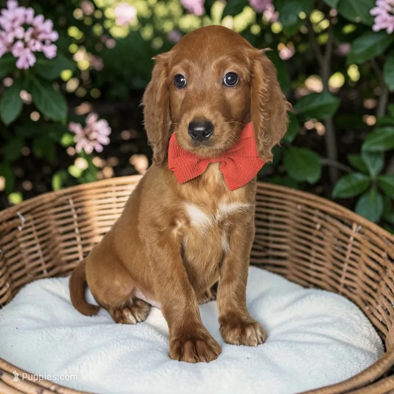 Hudson - F1 Standard – Goldendoodle puppy for sale in Austin, TX