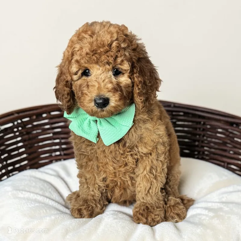 Nellie - F1b mini – Goldendoodle, Miniature Goldendoodle puppy for sale in Austin, TX