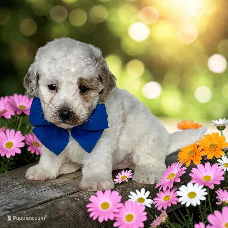 Jasper - micro mini – Havapoo puppy for sale in Austin, TX