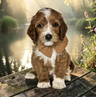 Charlie - F1 Medium, a male Goldendoodle and Miniature Goldendoodle for sale in Austin, TX – 1 of 1