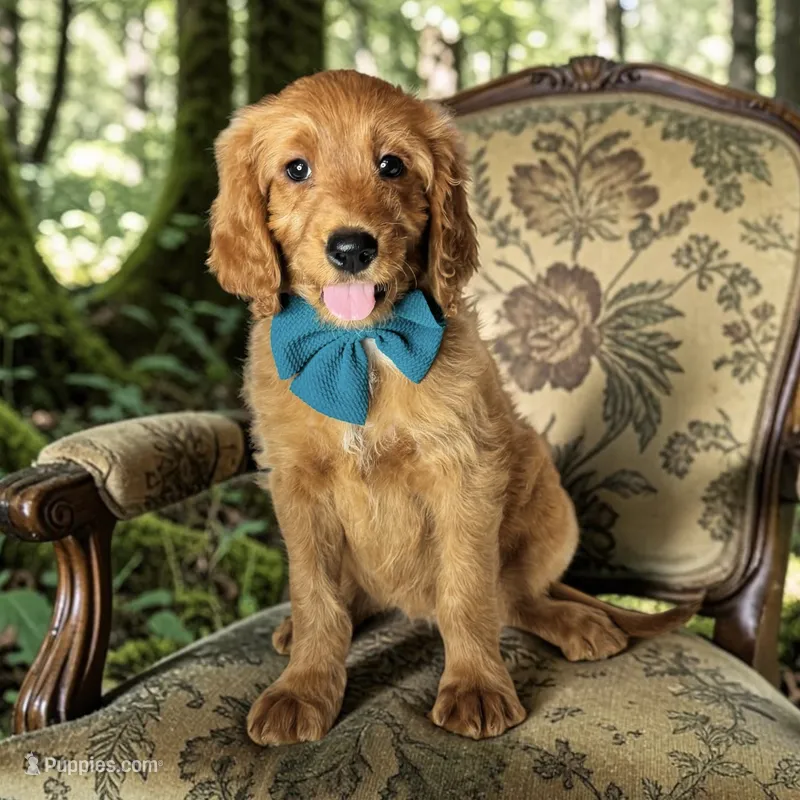 Lula - F1 standard – Goldendoodle puppy for sale in Austin, TX