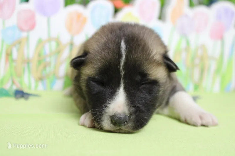 Cortland  – Akita puppy for sale in Trenton, MO