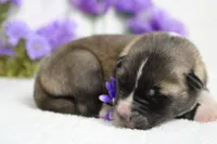 Cortland , a male Akita for sale in Trenton, MO – Photo 7 of 8