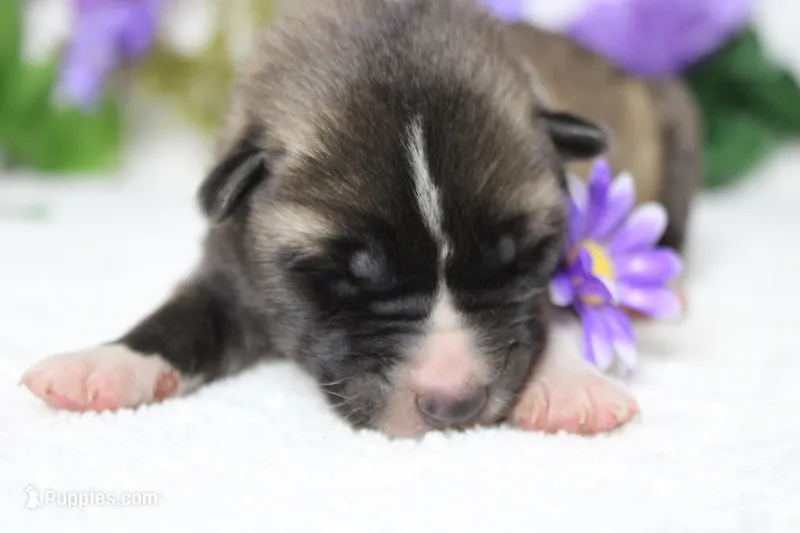 Cortland  – Akita puppy for sale in Trenton, MO