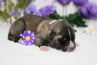 Cortland , a male Akita for sale in Trenton, MO – Photo 6 of 8