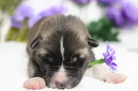 Cortland , a male Akita for sale in Trenton, MO – Photo 2 of 8