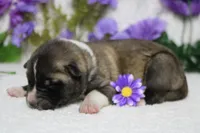 Cortland , a male Akita for sale in Trenton, MO – Photo 4 of 8