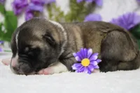 Cortland , a male Akita for sale in Trenton, MO – Photo 5 of 8