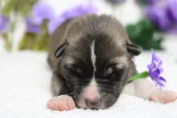 Cortland , a male Akita for sale in Trenton, MO – Photo 3 of 8