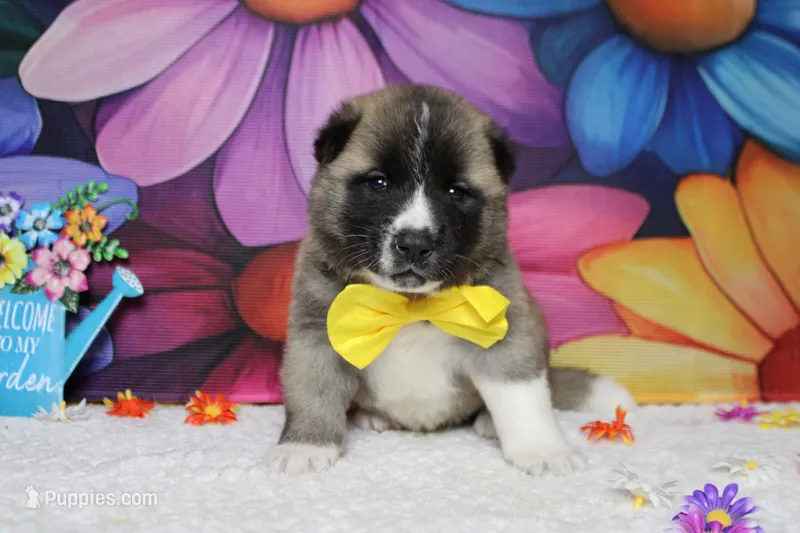 Cortland  – Akita puppy for sale in Trenton, MO