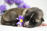 Cortland , a male Akita for sale in Trenton, MO – Photo 8 of 8