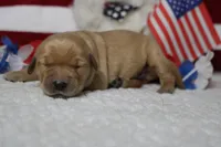 Bagel , a male Golden Retriever for sale in Trenton, MO – 5 of 10