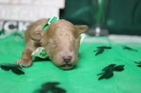 Byron , a male Poodle - Miniature  for sale in Trenton, MO – Photo 1 of 6