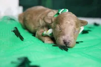 Byron , a male Poodle - Miniature  for sale in Trenton, MO – Photo 2 of 6