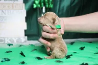 Byron , a male Poodle - Miniature  for sale in Trenton, MO – Photo 6 of 6