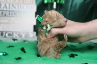 Byron , a male Poodle - Miniature  for sale in Trenton, MO – Photo 5 of 6