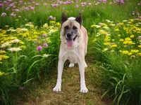 KJ, a female Akita for sale in Trenton, MO – 7 of 8