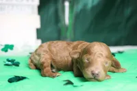 Brittany , a female Poodle - Miniature  for sale in Trenton, MO – Photo 6 of 8