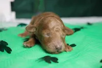 Brittany , a female Poodle - Miniature  for sale in Trenton, MO – Photo 3 of 8
