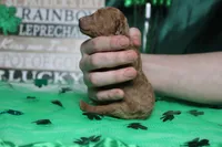 Brittany , a female Poodle - Miniature  for sale in Trenton, MO – Photo 8 of 8