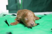 Brittany , a female Poodle - Miniature  for sale in Trenton, MO – Photo 2 of 8