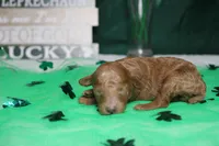 Brittany , a female Poodle - Miniature  for sale in Trenton, MO – Photo 5 of 8