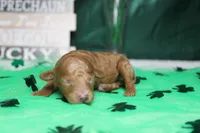 Brittany , a female Poodle - Miniature  for sale in Trenton, MO – Photo 4 of 8