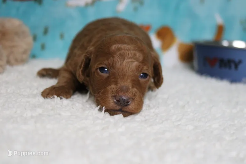 Tangelo  – Poodle - Miniature  puppy for sale in Trenton, MO