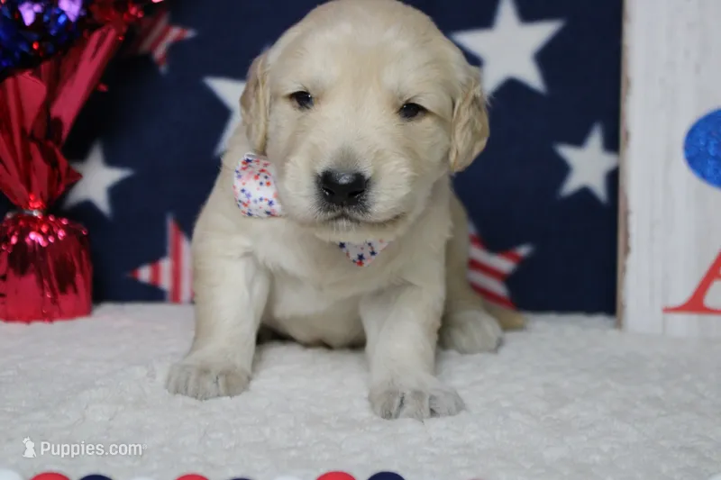 Focaccia  – Golden Retriever puppy for sale in Trenton, MO