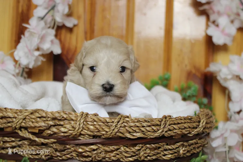 Charlie  – Poodle - Toy , Havapoo puppy for sale in Trenton, MO
