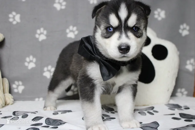 Storm  – Siberian Husky puppy for sale in Trenton, MO