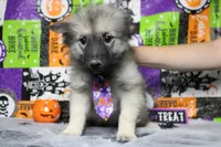 Conner, a male Keeshond for sale in Trenton, MO – 4 of 9
