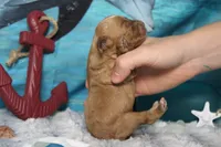 Sherbet , a male Cocker Spaniel and Poodle - Toy  for sale in Trenton, MO – 7 of 7