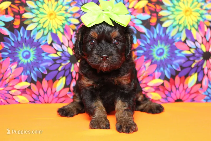 Hazel  – Poodle - Toy  puppy for sale in Trenton, MO