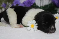 Fuji , a male Akita for sale in Trenton, MO – Photo 9 of 10