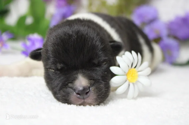 Fuji  – Akita puppy for sale in Trenton, MO